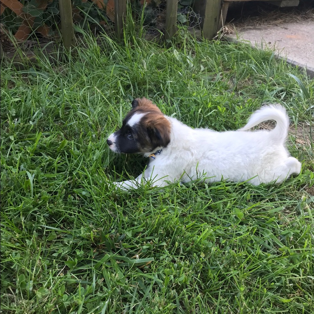 Meet your Posher, Abbey